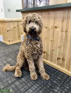 Proven Goldendoodle stud! Listing Image