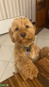 Apricot F1 Cockapoo Listing Image