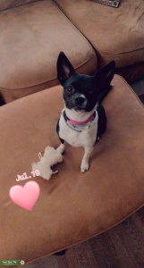 Shorthaired Chihuahua  Listing Image