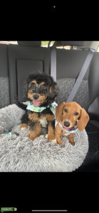 Short Haired Miniature Dachshund Listing Image
