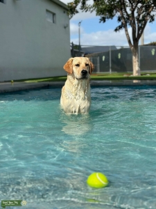 Mufasa the Goldador Listing Image