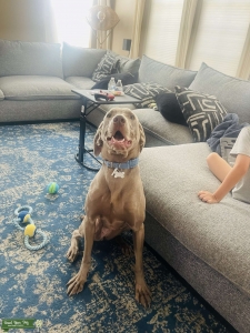 Female Weimaraner  Listing Image