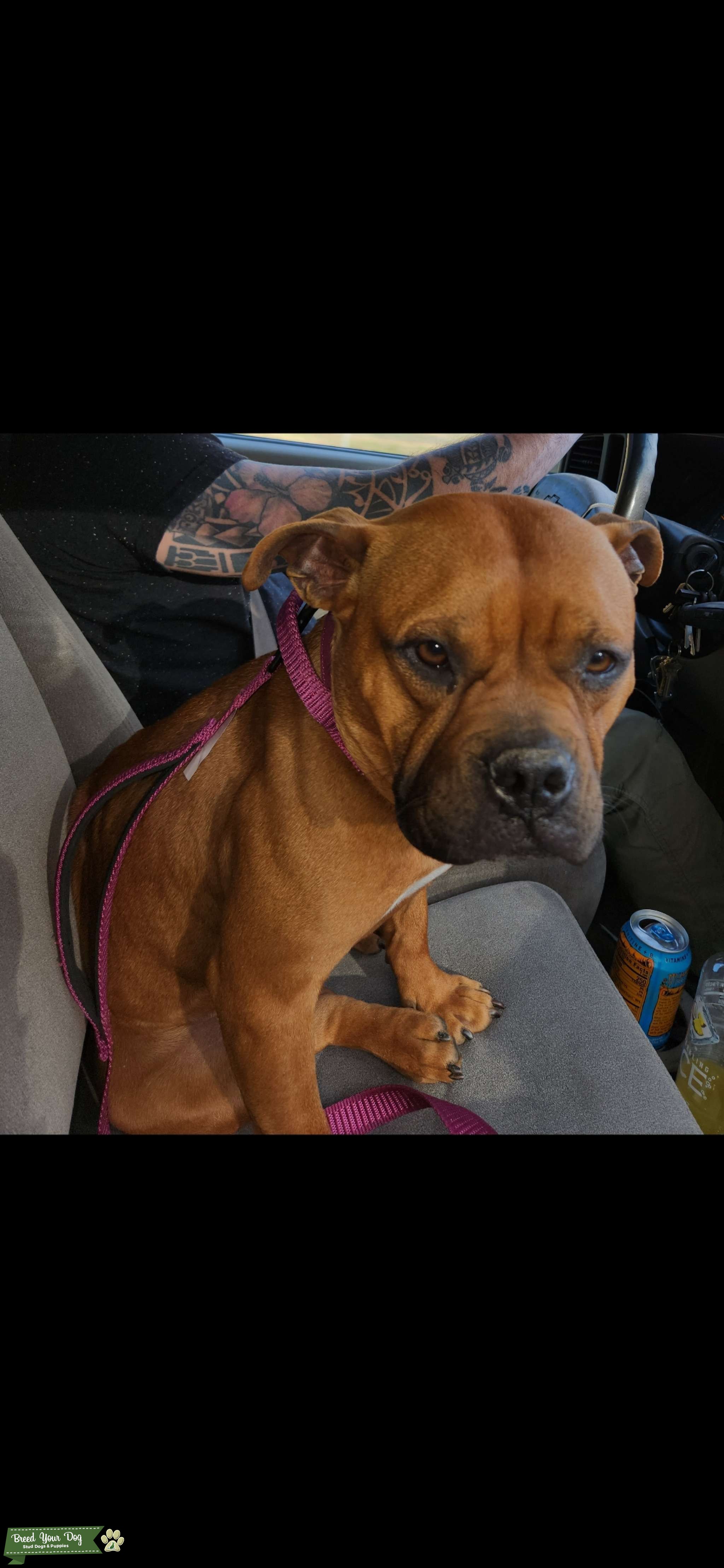 Pocket bully Stud Dog in SOUTH CAROLINA, the United States Breed