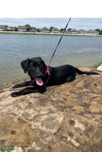 Looking for a Stud for my AKA Black Lab Listing Image