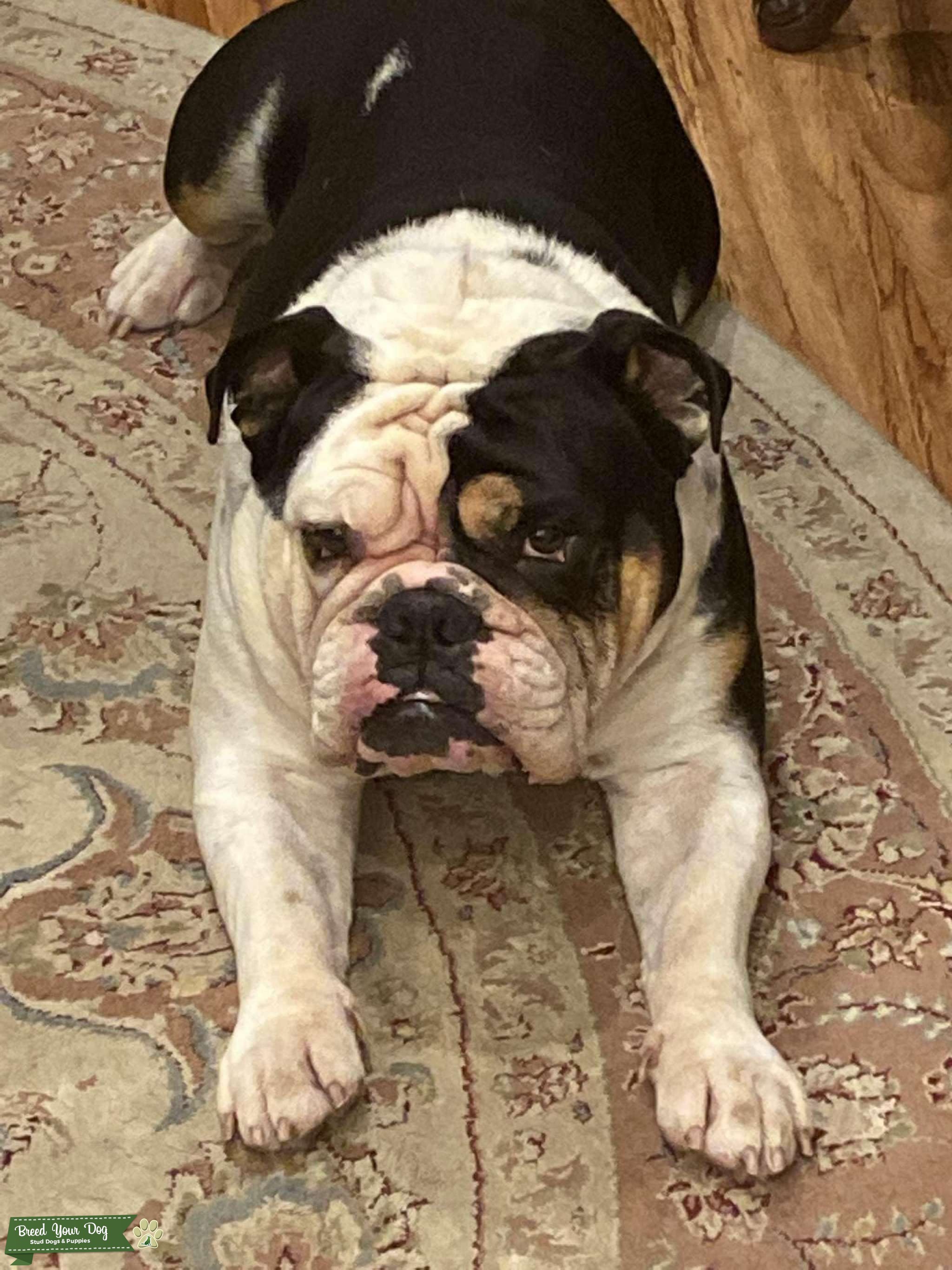 Stud for Breeding Stud Dog in Los Angeles , the United Kingdom Breed Your Dog