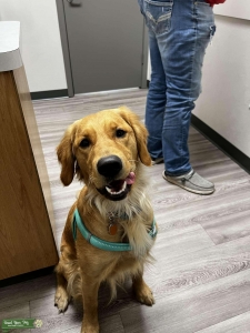 Golden Retriever  Listing Image
