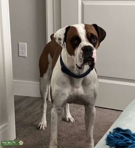 Boxer Listing Image