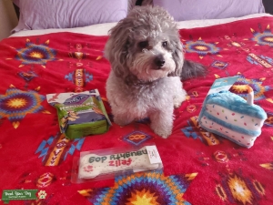 Stud Maltipoo Listing Image
