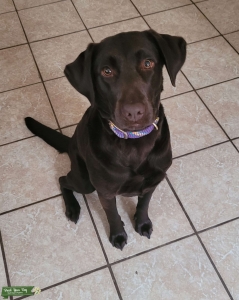 Chocolate Brown Labrador  Listing Image
