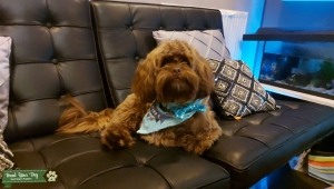 Coffee colour shih-poo Listing Image