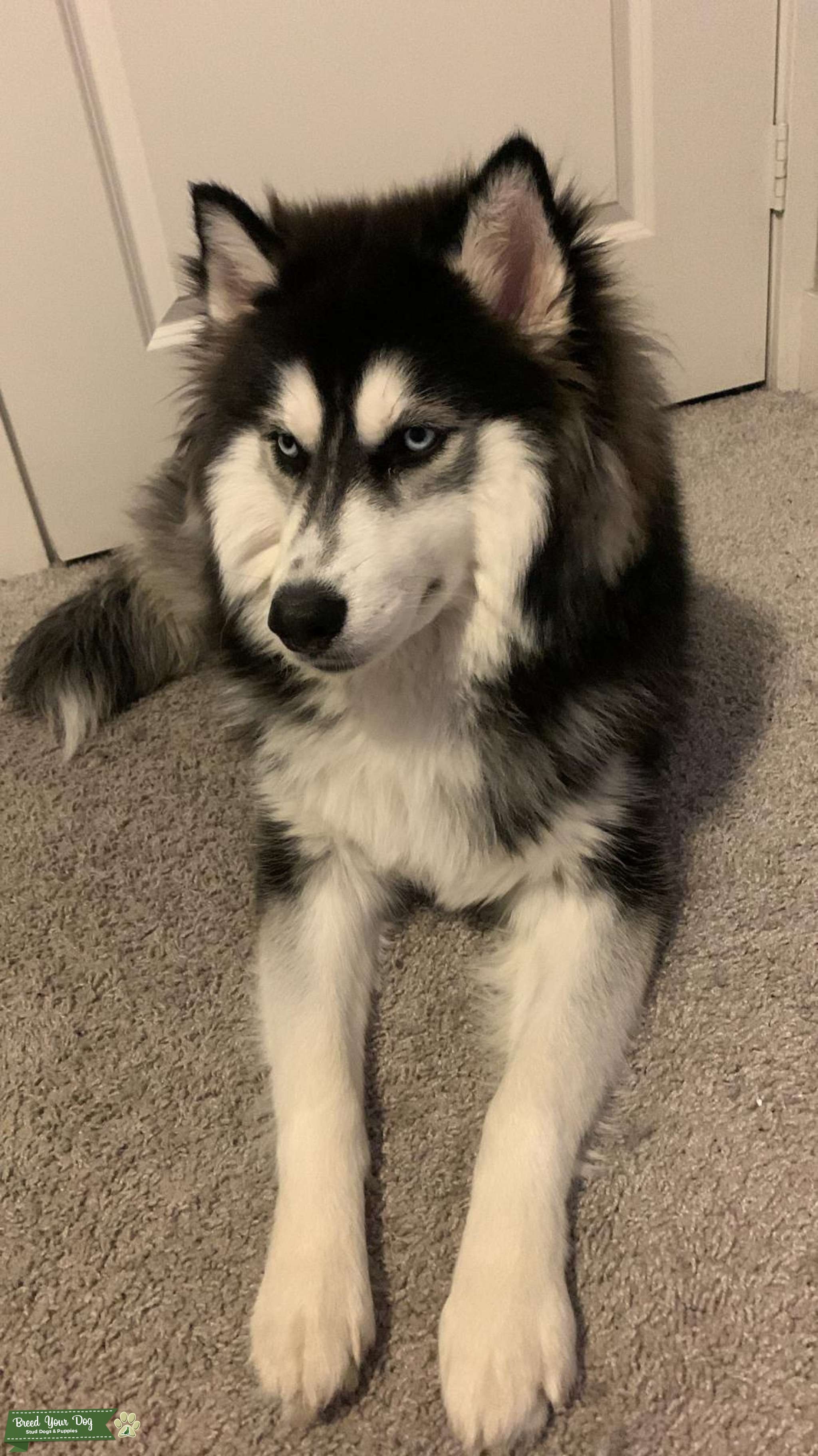 Black/ White blue eyed husky Stud Dog in california, the United