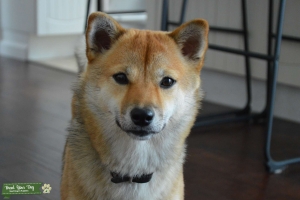 Shiba Inu Listing Image