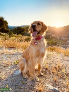 Purebred Golden Retriever  Listing Image