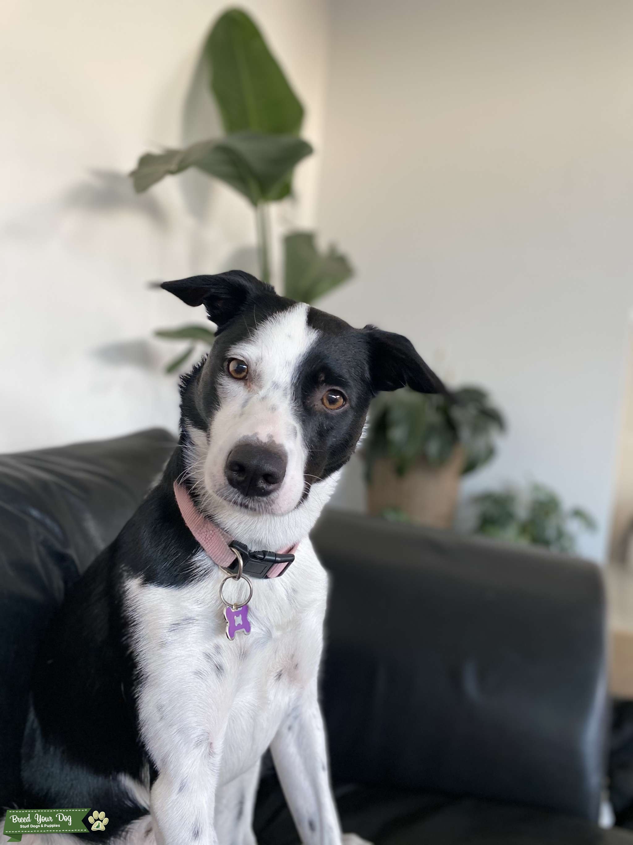 Black & White Short Hair Border Collie/Heeler Stud Dog in Mornington