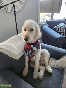 F1 Goldendoodle looking for a mate! Listing Image