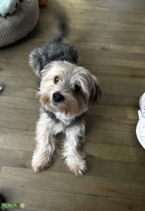 Morkie Stud Listing Image