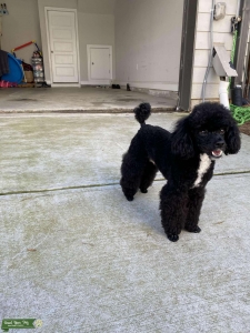 Toy Poodle Stud Listing Image