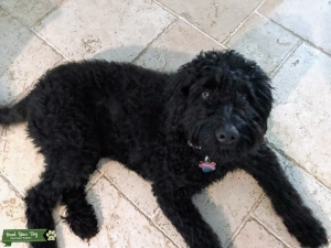Black Goldendoodle Listing Image