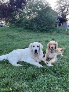 English Crème Golden Retriever   Listing Image