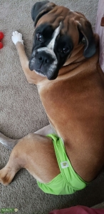 Flashy Boxer Listing Image