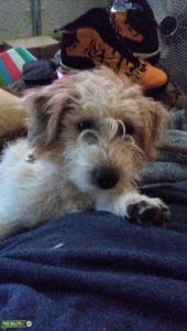 CKC REGISTERED SHORT LEGGED ROUGH COAT JACK RUSSELL TERRIER STUD Listing Image