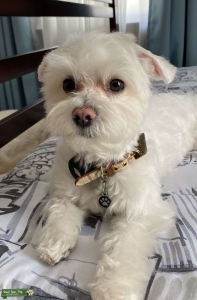 White Maltese Listing Image