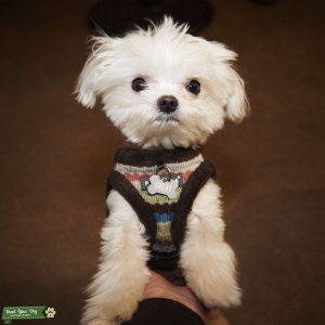 Bean is looking for a healthy girlfriend under 7 years old Listing Image