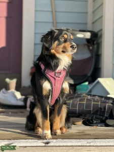 Black Tri Mini Aussie Stud Available  Listing Image