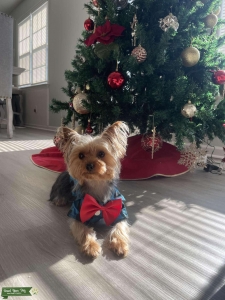 Yorkshire Terrier Listing Image