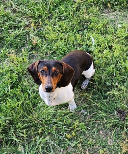 Piebald Dachshund Stud Listing Image
