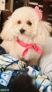 Beautiful Apricot/Blonde Poodle Listing Image