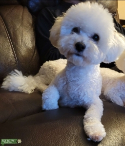 Bichon purebred stud Listing Image