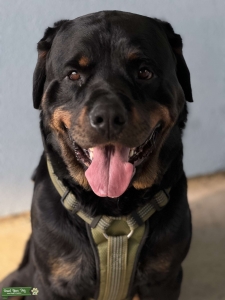 German Rottweiler  Listing Image