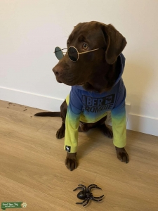Looking for female dog Listing Image