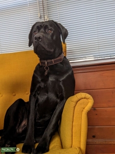 Labrador Retriever Boy Looking for a Girl Listing Image