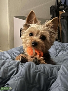 AKC Male Yorkie to stud  Listing Image
