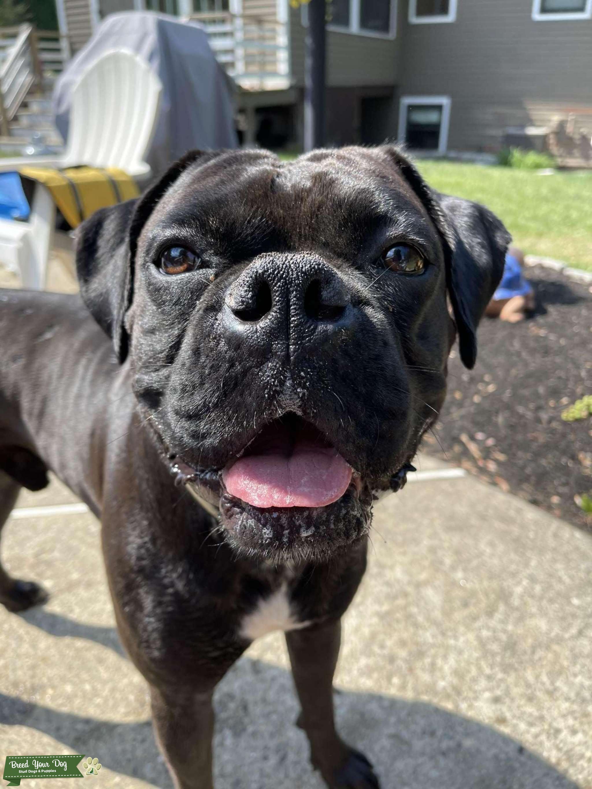 Handsome boxer Stud Dog in Massachusetts , the United States Breed