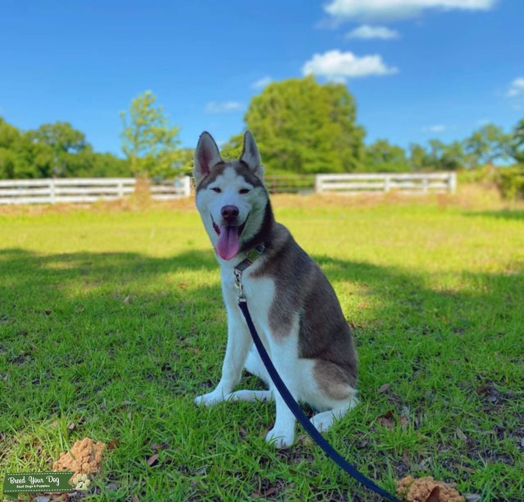 Red and White Siberian Husky Stud Dog in Ocala FL. , the United