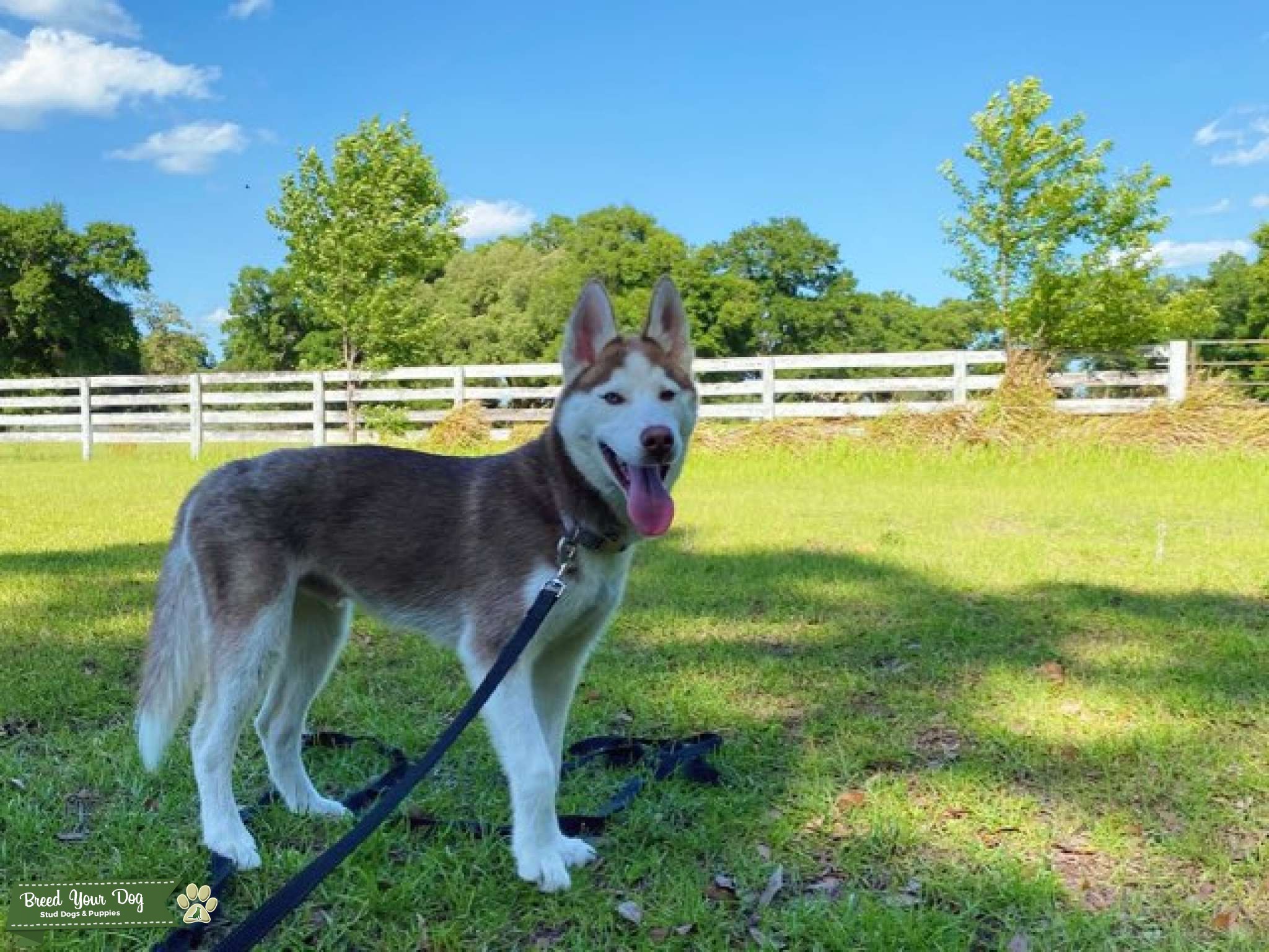 Red and White Siberian Husky Stud Dog in Ocala FL. , the United