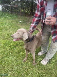 AKC Chocolate Lab Stud Listing Image