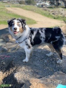 Mini Aussie  Listing Image