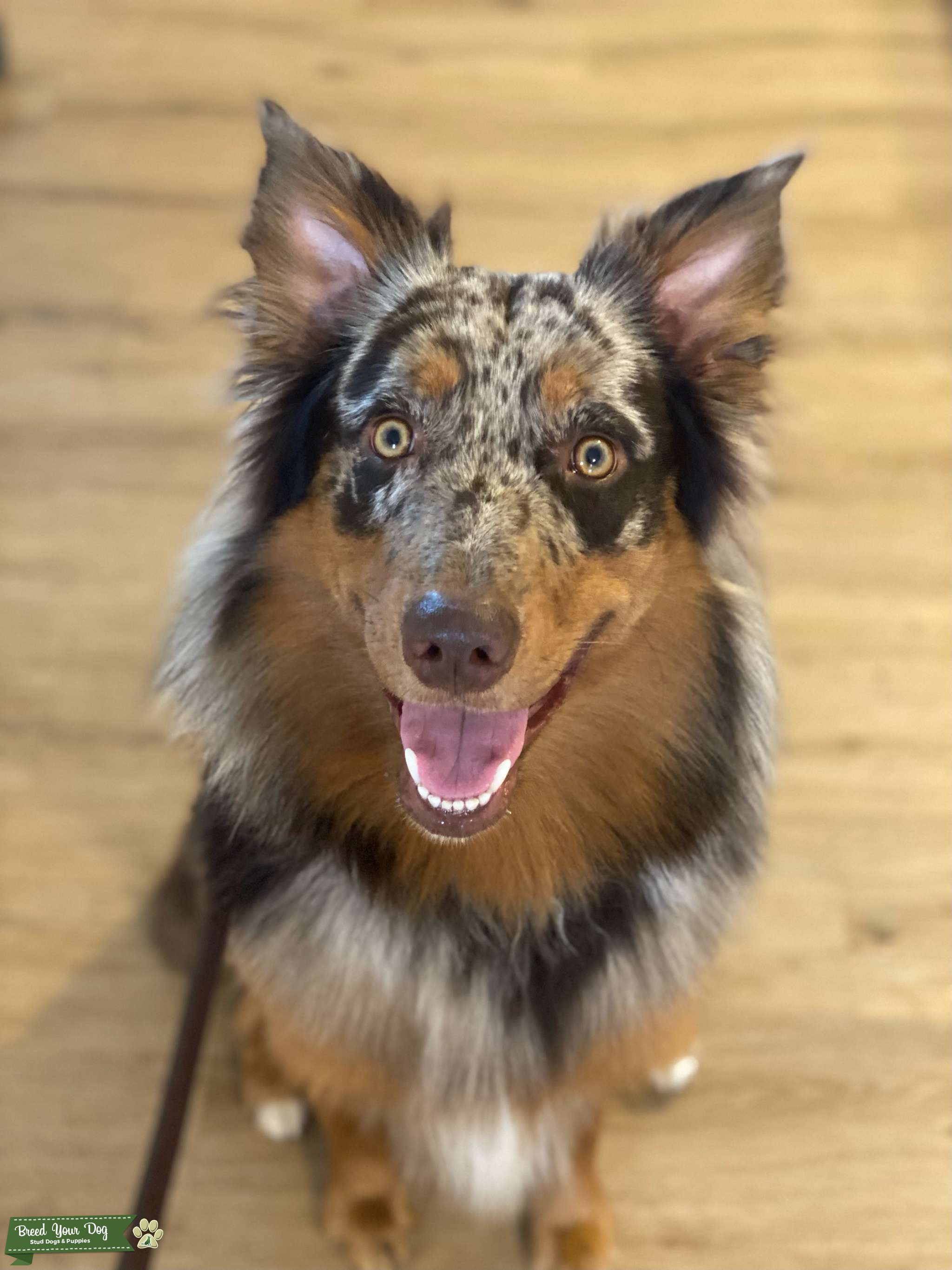 Red Merle Male for stud, clear panel Stud Dog in Florida, the