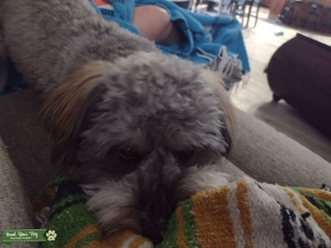 2 y/o Yorkiepoo Listing Image