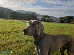 Blue Weimaraner Stud Listing Image