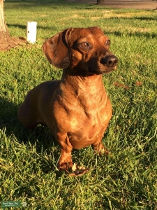 Mini Male dachshund Listing Image