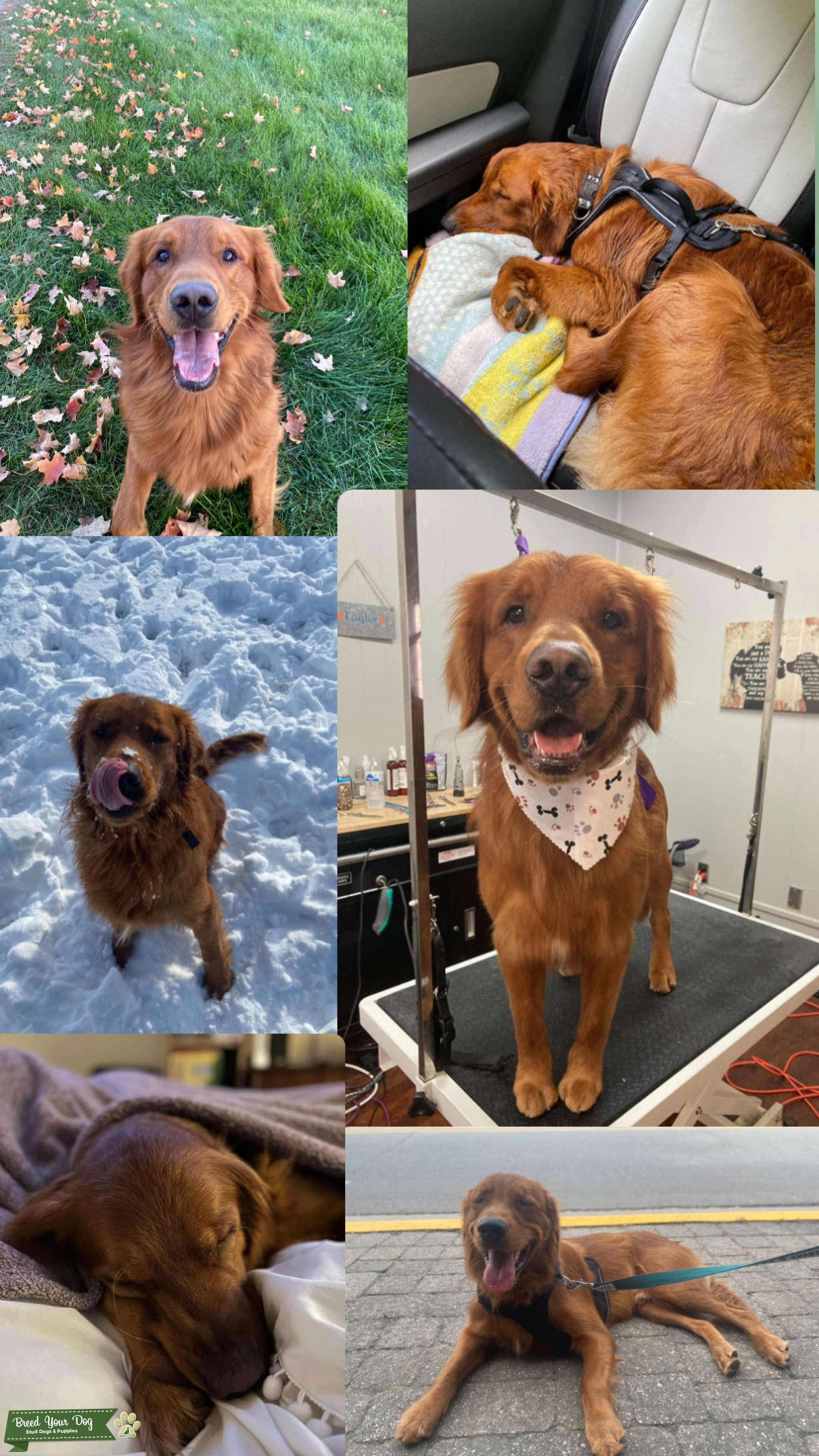 AKC Golden Retriever Stud Stud Dog in MI, the United States Breed Your Dog