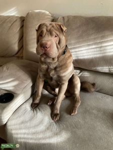 Gray Shar Pei Stud Listing Image