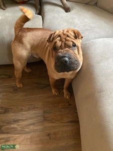 Tan Shar Pei Stud Listing Image