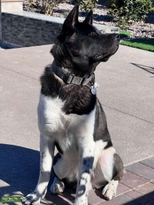 American Akita Stud Listing Image