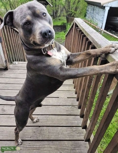 Blue tri American Bully Listing Image